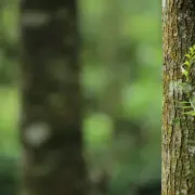 사커라인