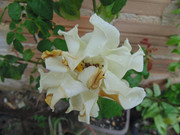 11.2.community bath day at the garden II