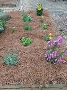 2023-06-20 New bed planted [3]