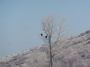 [Image: P1090749-2.jpg]