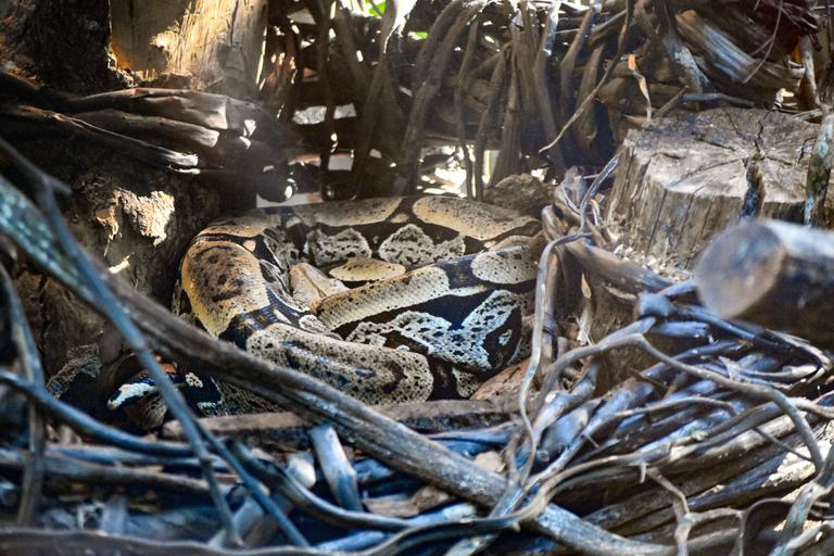 В джазе только девушки или аргентинско-бразильский калейдоскоп В джазе только девушки или аргентинско-бразильский калейдоскоп