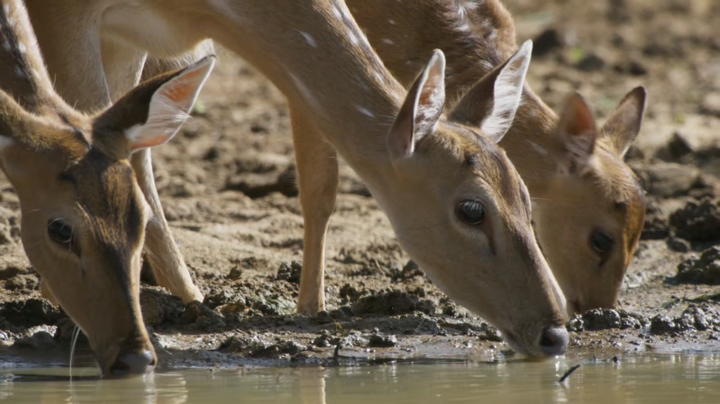 [Image: a06ni7fexmg7.png]