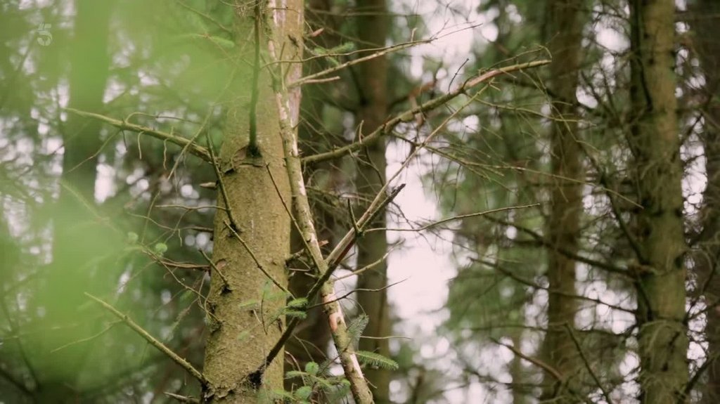 [Image: ome09nvsiw36.jpg]