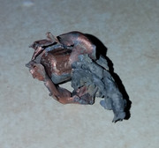 [Image: 160gr-Horn-RN-dug-from-berm.jpg]