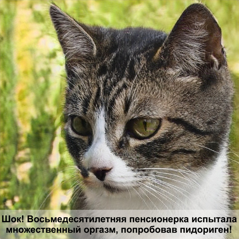 как приручить дикую кошку