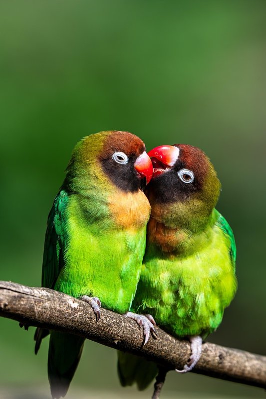 green-parakeets.jpg