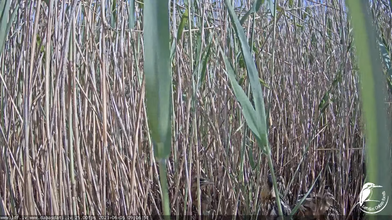 Lielais dumpis (Botaurus stellaris) Engurē - LDF tiešraide 11-44-42 screenshot