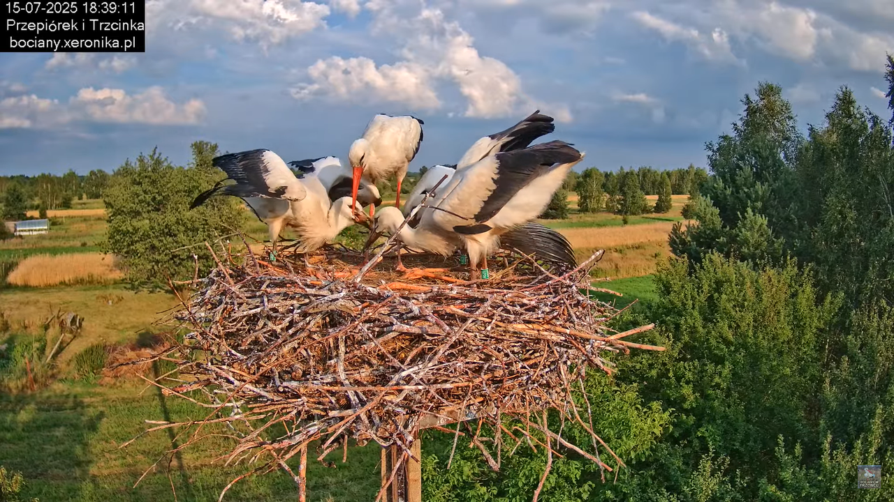 15072025bociany36