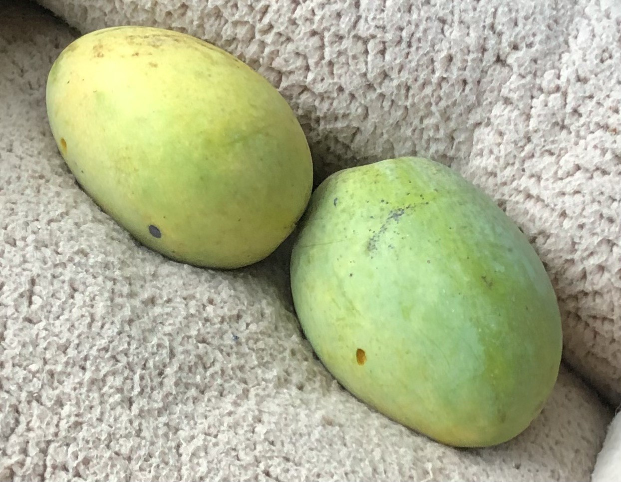 Unknown Indian Mango