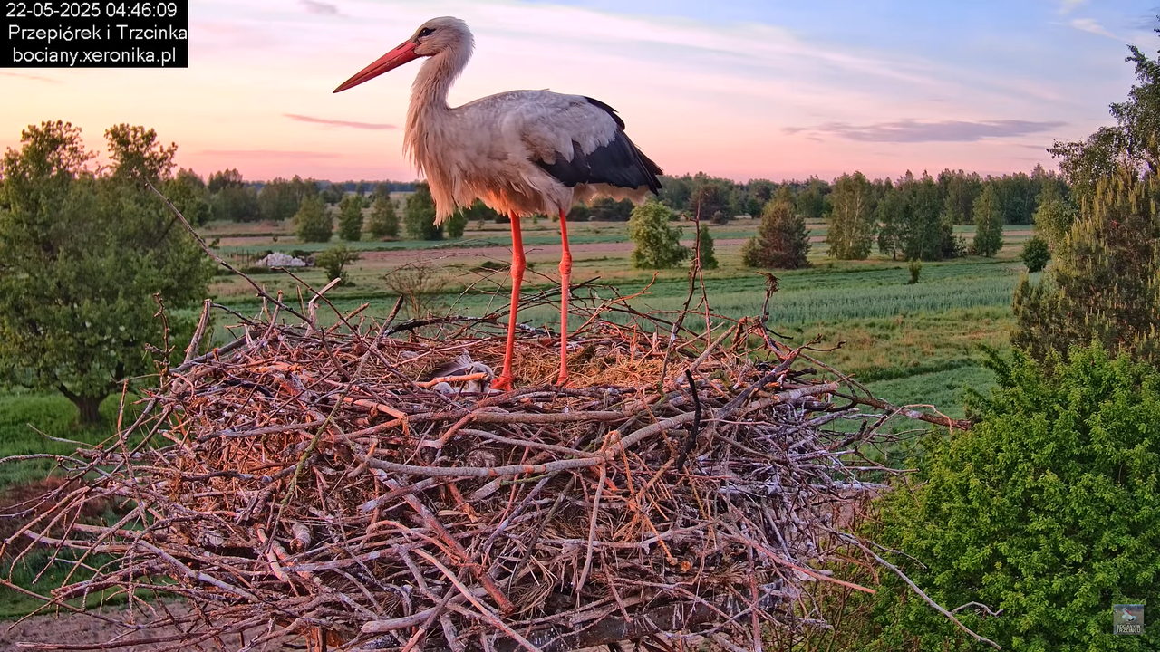 22052025bociany2