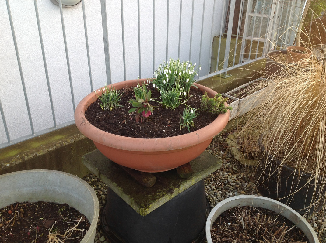 Helleborus & Schneeglöck- chen aus 1792 4.Feb.16