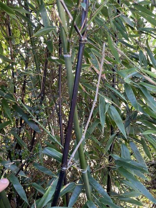 15436A65-792F-470B-A7BA-501439A5C7D2