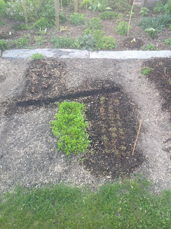 Gemüse und Kräuterbeete April 2015 (305)