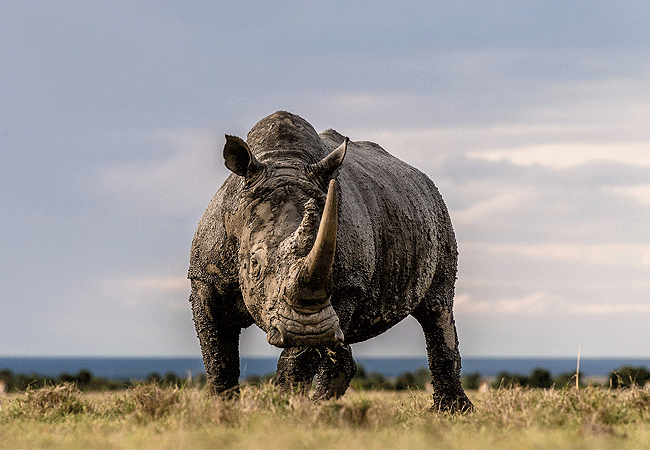 Ol Pejeta Conservancy wildlife experience in Kenya