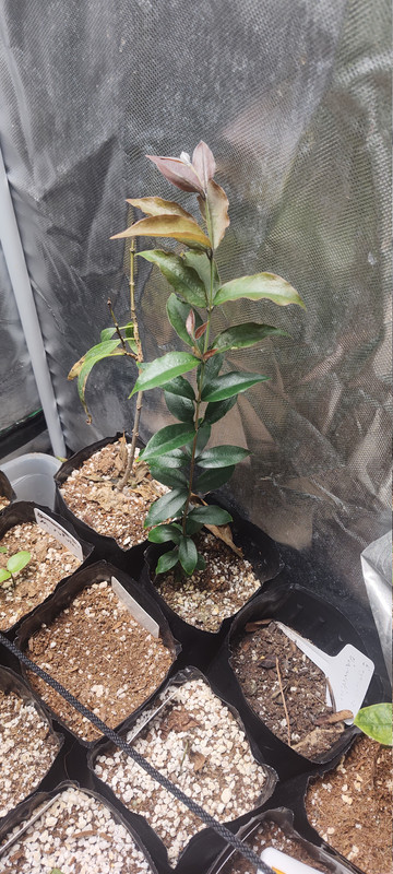 IMG 20251211 121319626