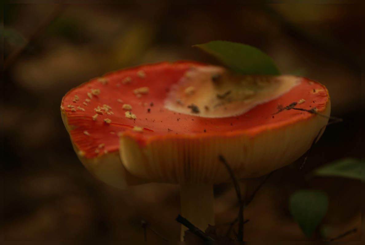 Lumii_20251018_185850084