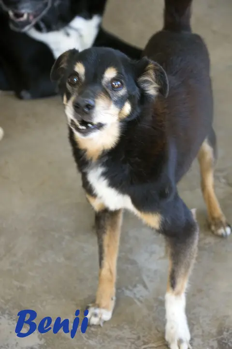 Benji
