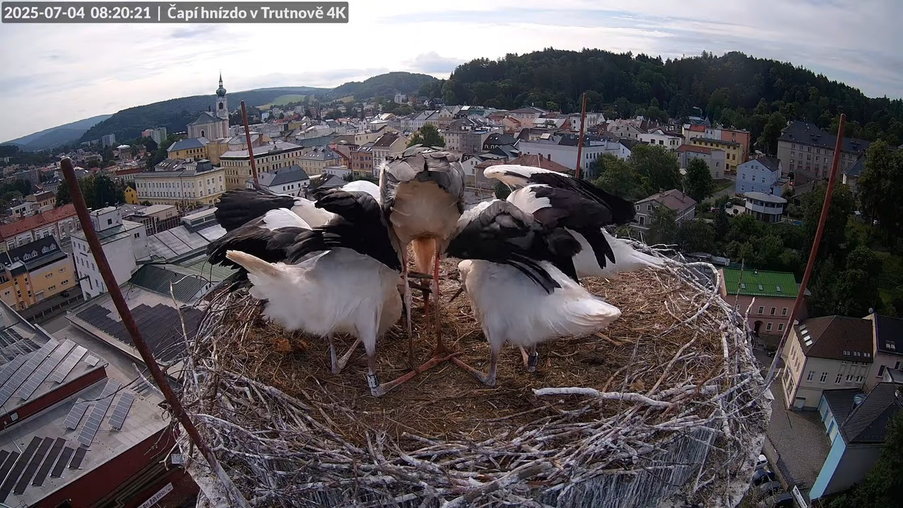 Živě z čapího hnízda na pivovarském komíně v Trutnově 8-33-53 screenshot