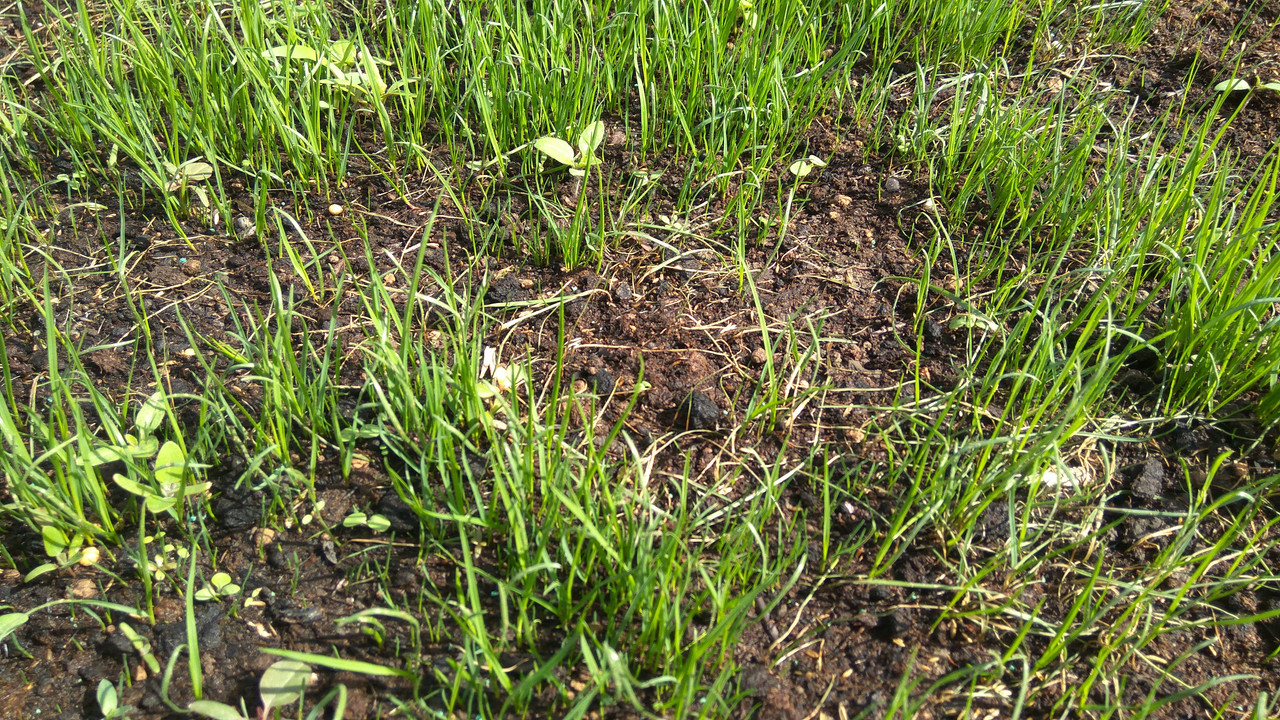 Seed Damping-off? | Lawn Care Forum