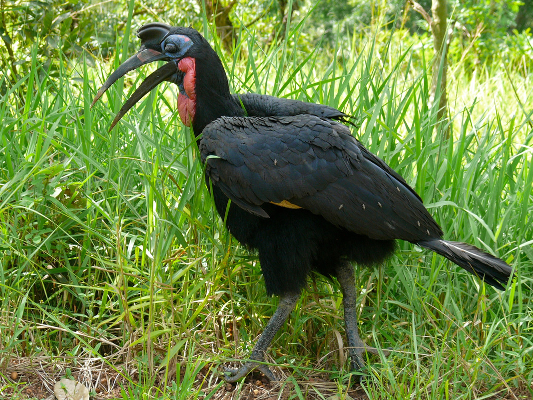 Abyssinian_Ground_Hornbill_(Bucorvus_abyssinicus)_male_covered_with_Tsetse_Flies_(Glossina_sp.)_(686