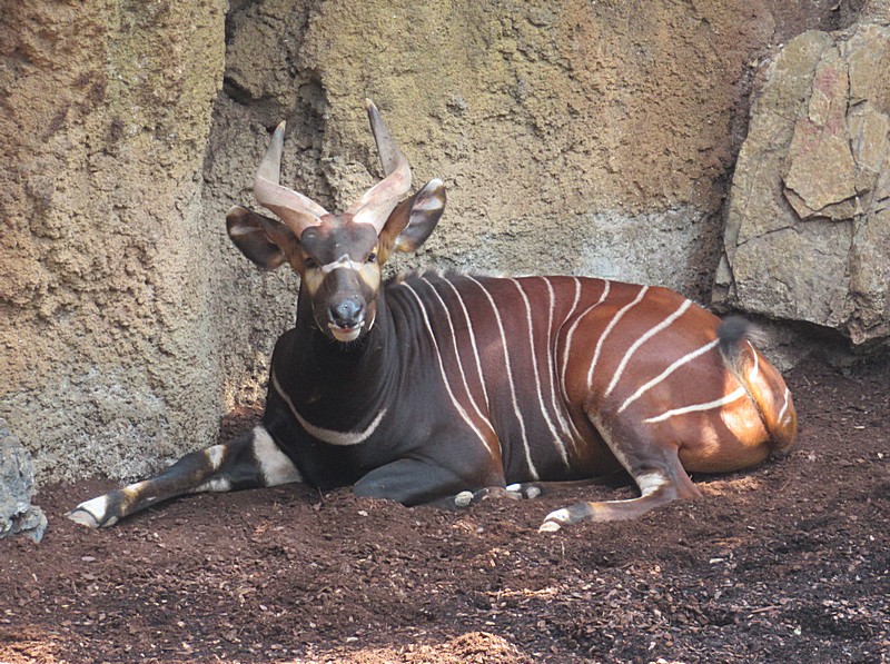 Bioparc Jill Swain (2)