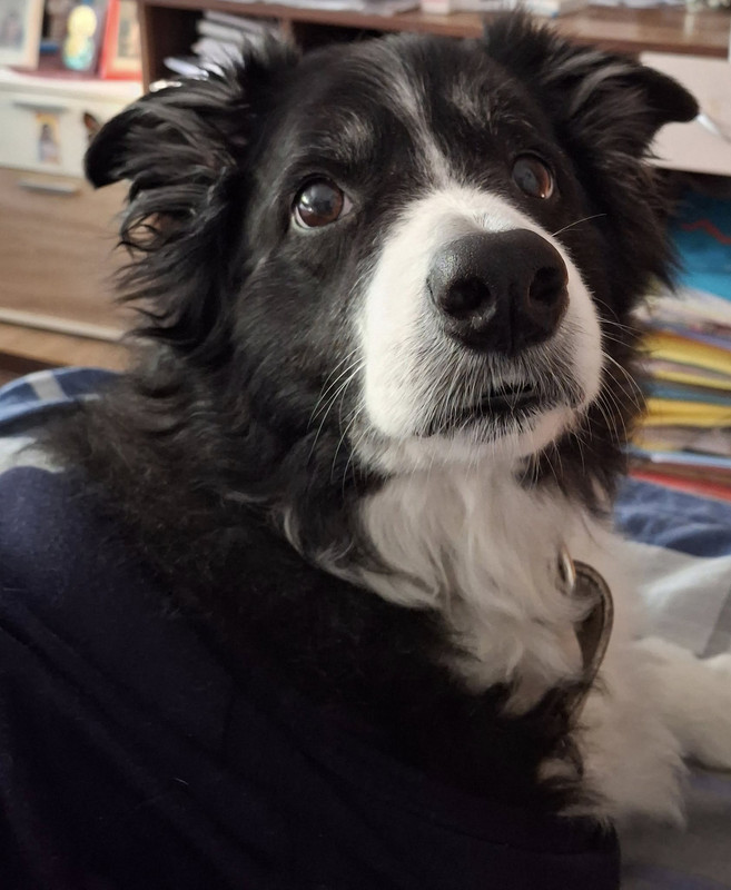 4-9-2025-ekamo-operaciju