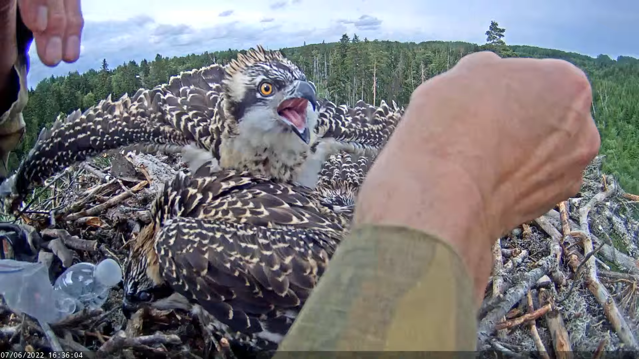 Kalakotkas2__Pandion haliaetus 7-46-11 screenshot (3)