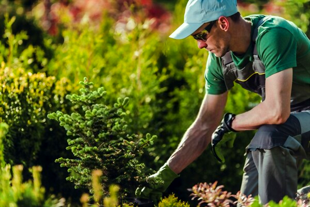 landscaping bentleigh landscaping bentleigh