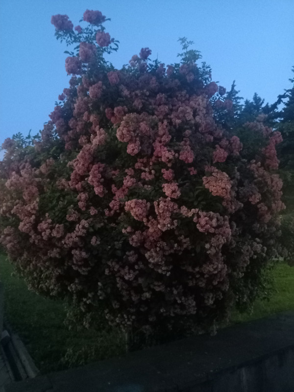 IMG20210701202952.jpg