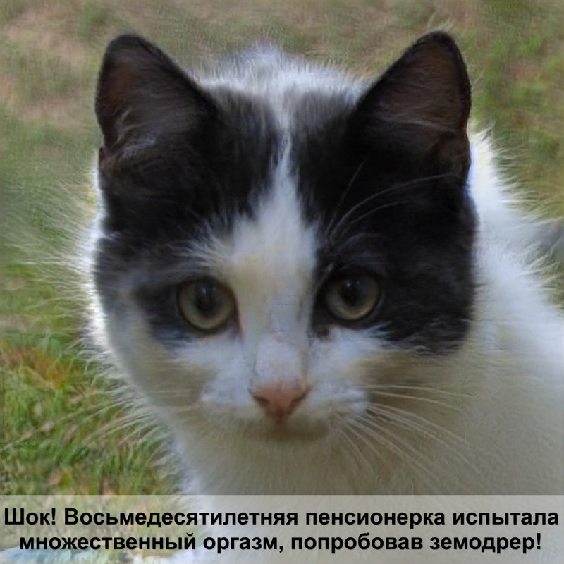 страшные породы кошек