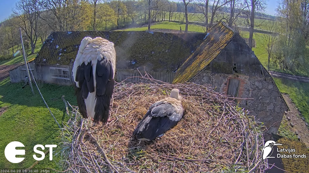 Baltie stārķi (Ciconia ciconia) Tukuma novadā - LDF tiešraide __ White storks in Tukums, Latvia 13-5