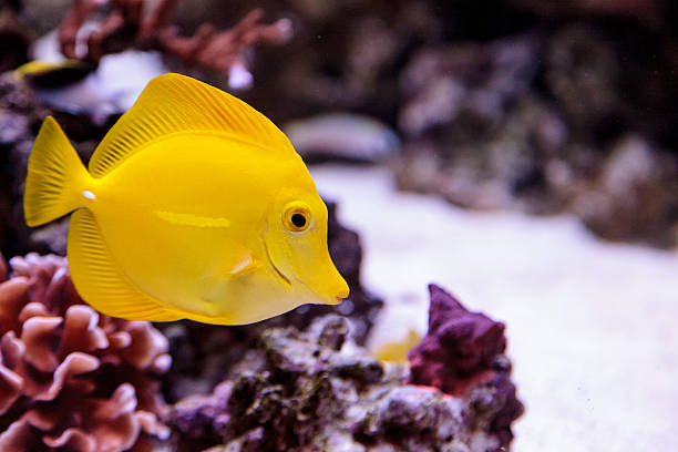 yellow-tang.jpg