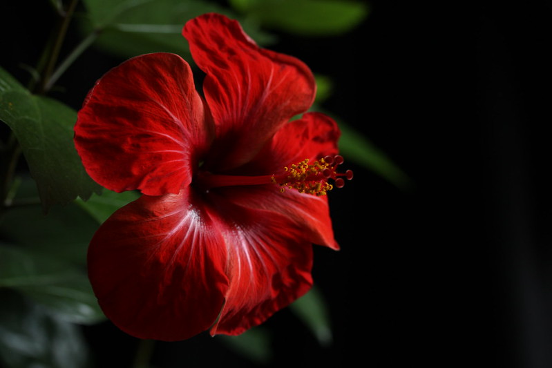 redsilkflowers.jpg