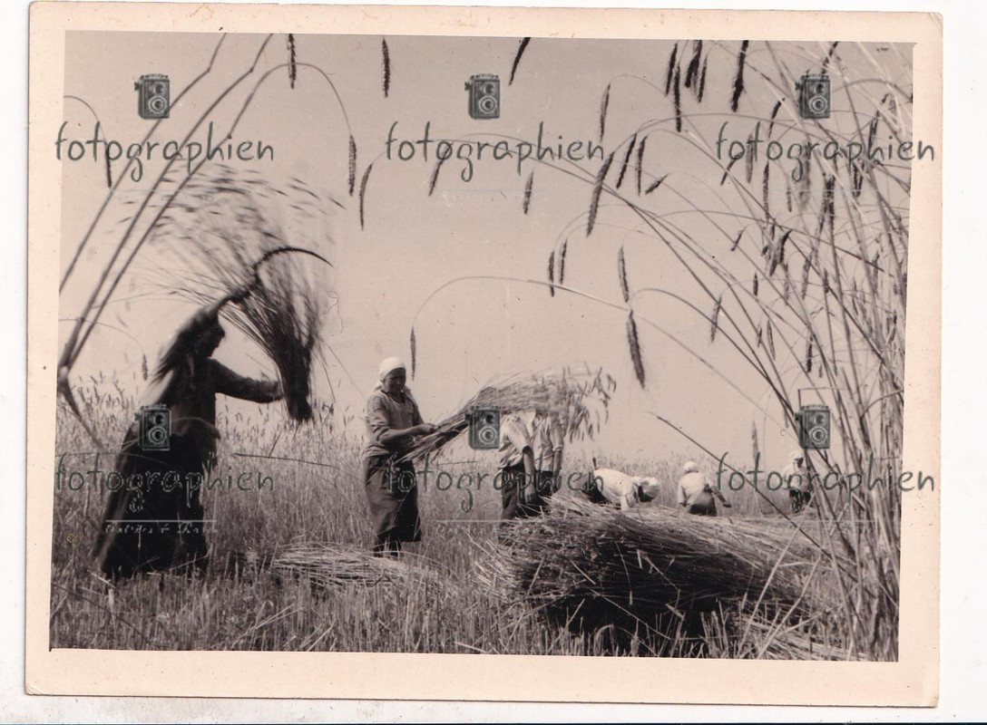 org. Foto Ukraine Bevölkerung Frauen Heu Ernte