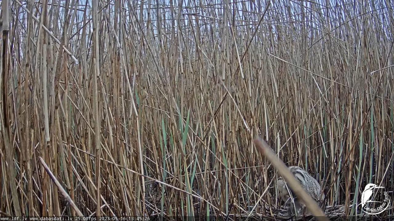 Lielais dumpis (Botaurus stellaris) Engurē - LDF tiešraide 13-34-6 screenshot