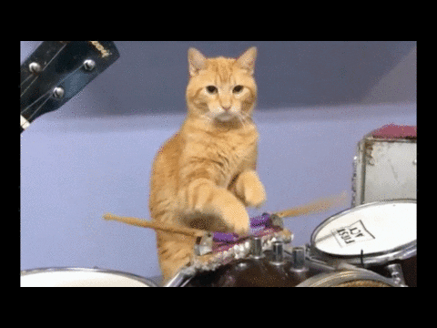 nashville-cat.gif