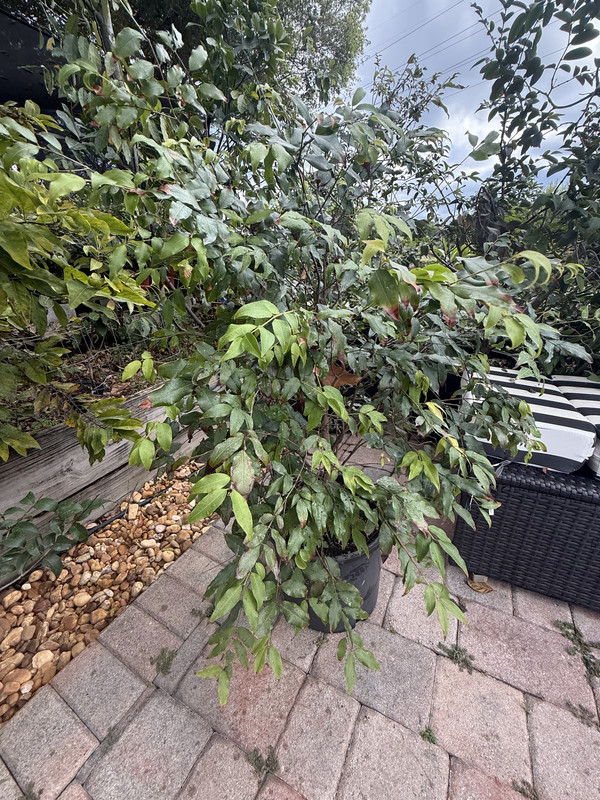 IMG 3095