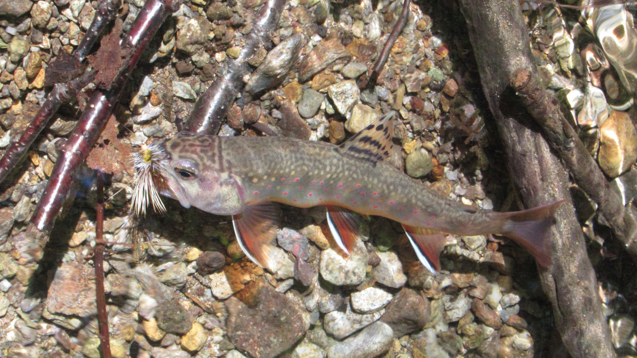 Southern App Brook Trout