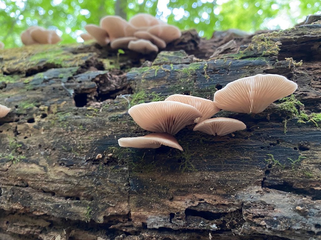 Spring Edible mushroom thread, share you mushroom pictures - Spring ...