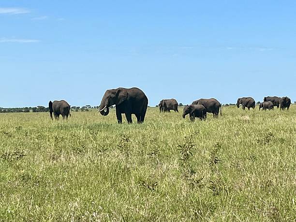 luxury safari Tanzania