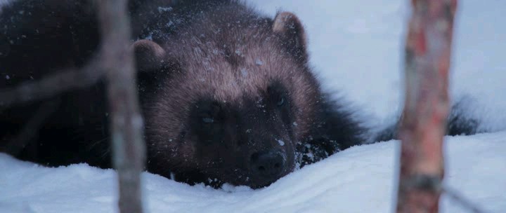 Ailo.Un.Avventura.Tra.I.Ghiacci.2018.iTALiAN.BDRiP.AC3.XviD.avi_snapshot_01.05.19.916