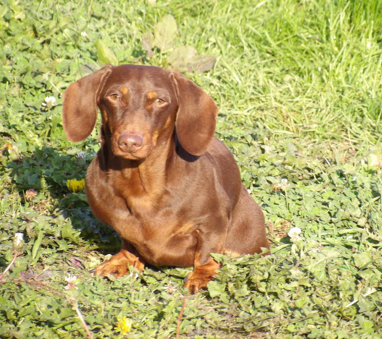 [Image: 125-0229.jpg]