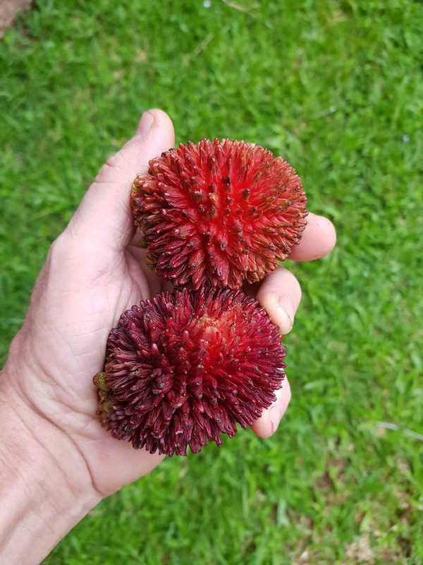pulasan2