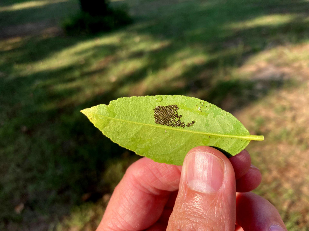 leaf