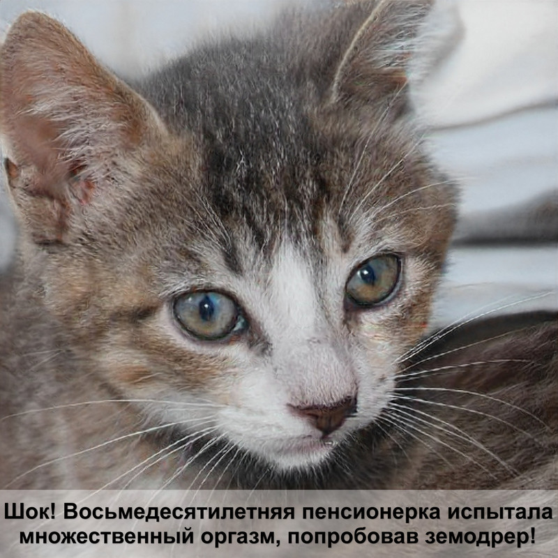 радужная кошка