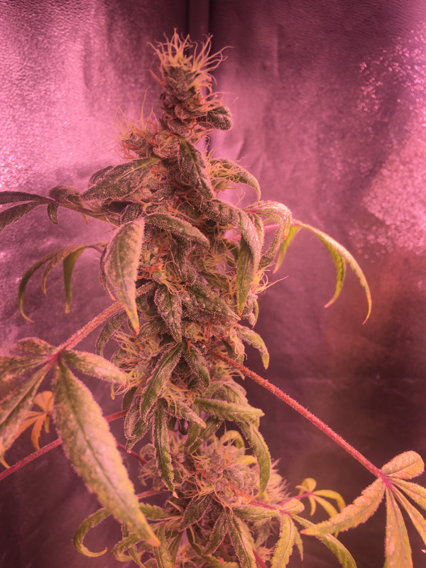 DFEE8501-6C2B-4918-8BF5-D011DD3F34D7