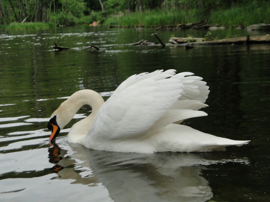 18 - DSC03919 (Mysikrólik)