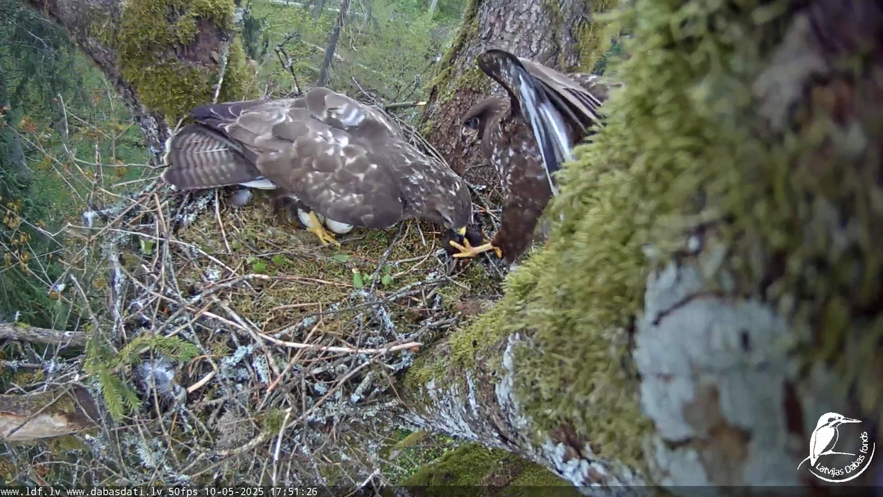 Melnās klijas (Milvus migrans) Kurzemē_ peļu klijāni (Buteo buteo) 14-9-46 screenshot