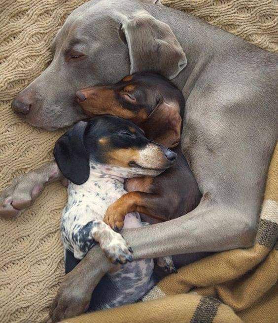Love-3-dogs