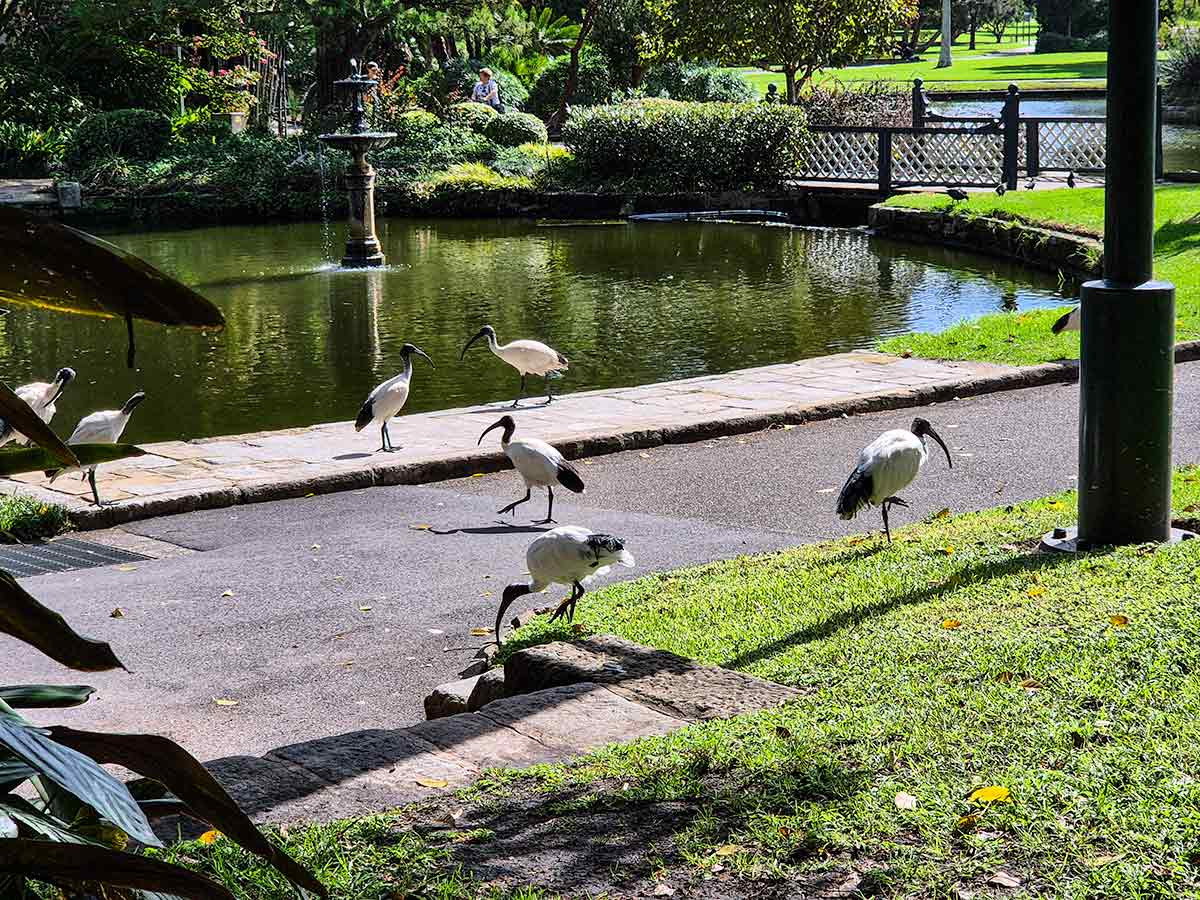 More ibises